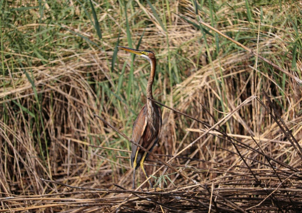 Purple Heron - Ismael Khalifa