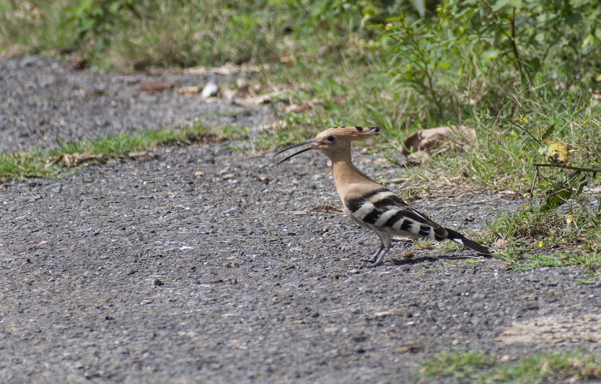 Eurasian Hoopoe - ML609282012