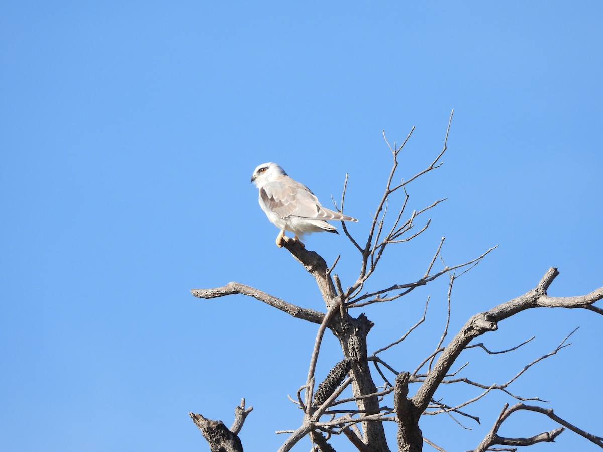 Black-shouldered Kite - ML609282106