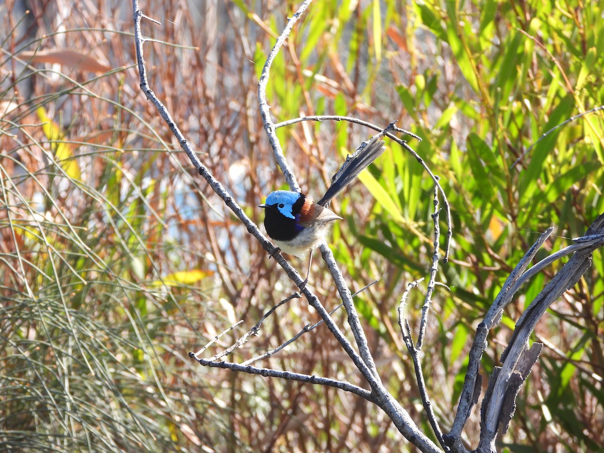 Variegated Fairywren - ML609282112