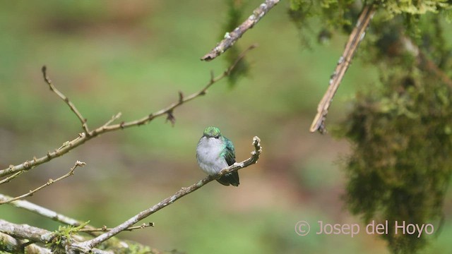 Fork-tailed Woodnymph - ML609282126