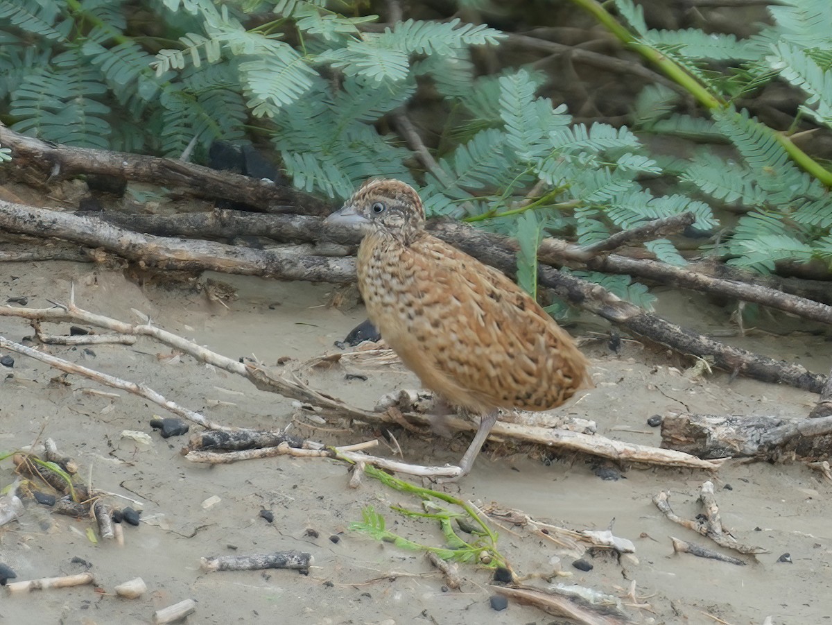 Barred Buttonquail - ML609282252