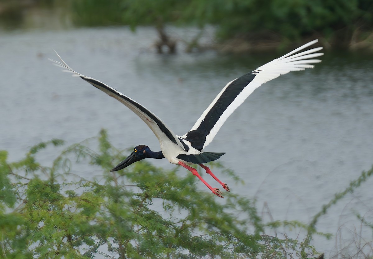 Black-necked Stork - Sudip Simha