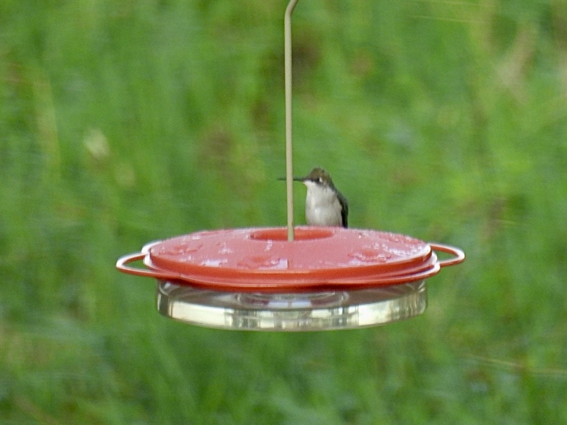 Ruby-throated Hummingbird - ML609282316