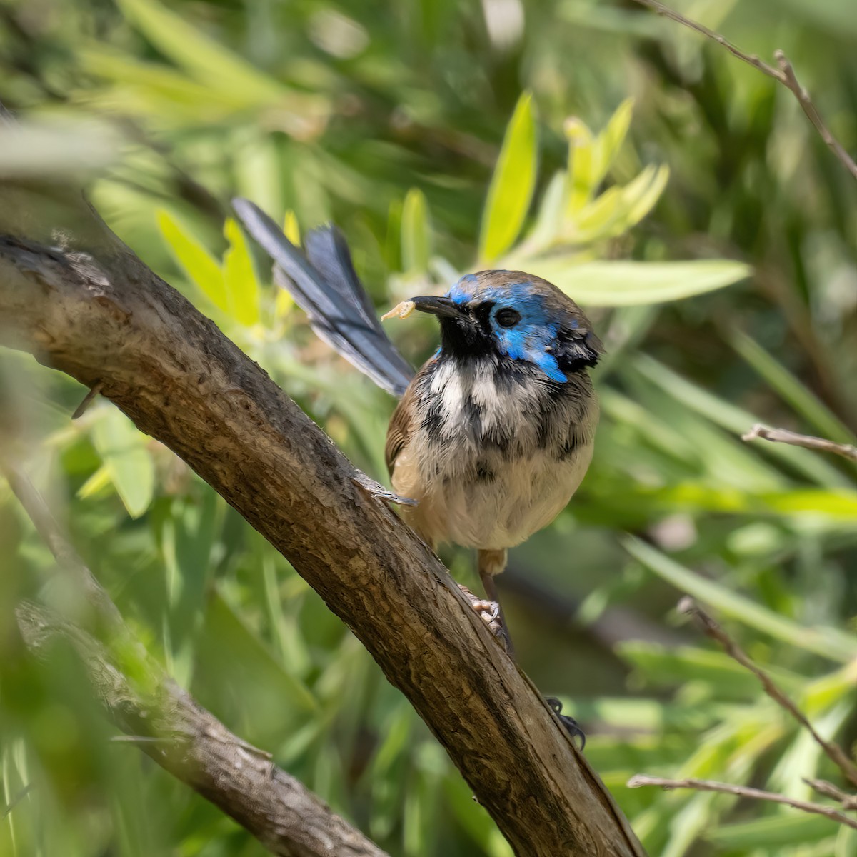 Variegated Fairywren - ML609282408