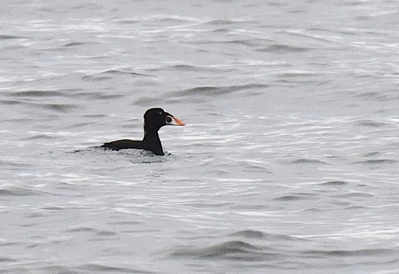 Surf Scoter - ML609282421