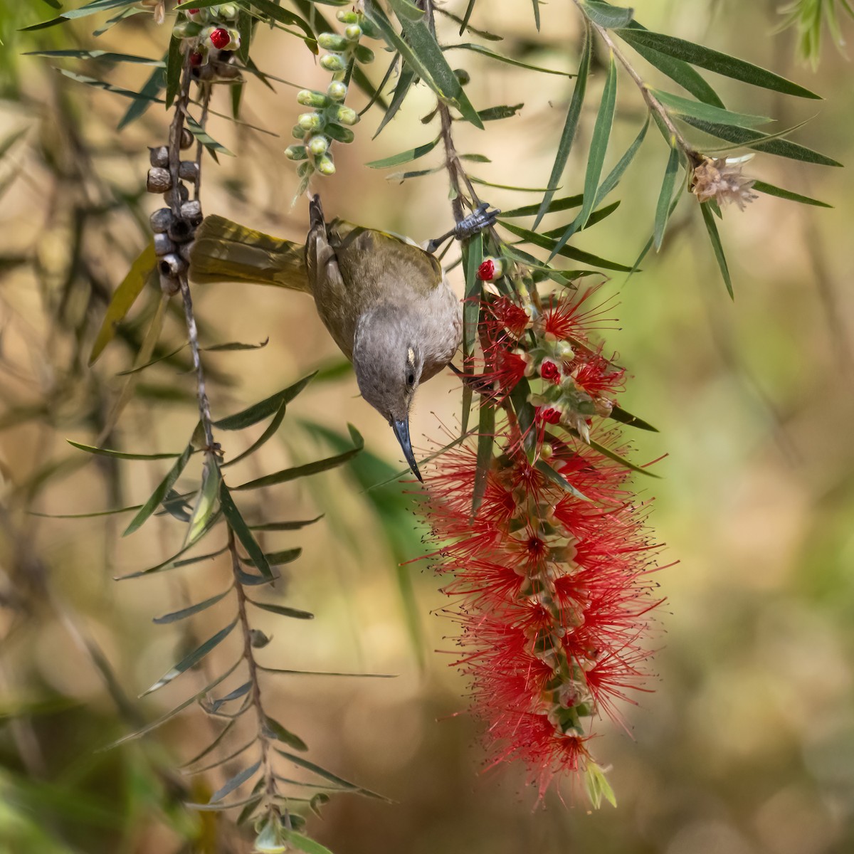 Brown Honeyeater - ML609282431