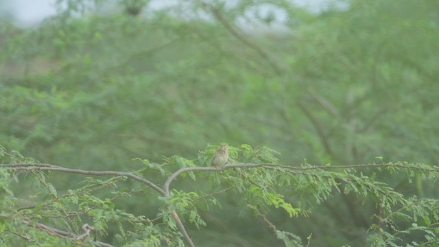 Indian Bushlark - ML609282552