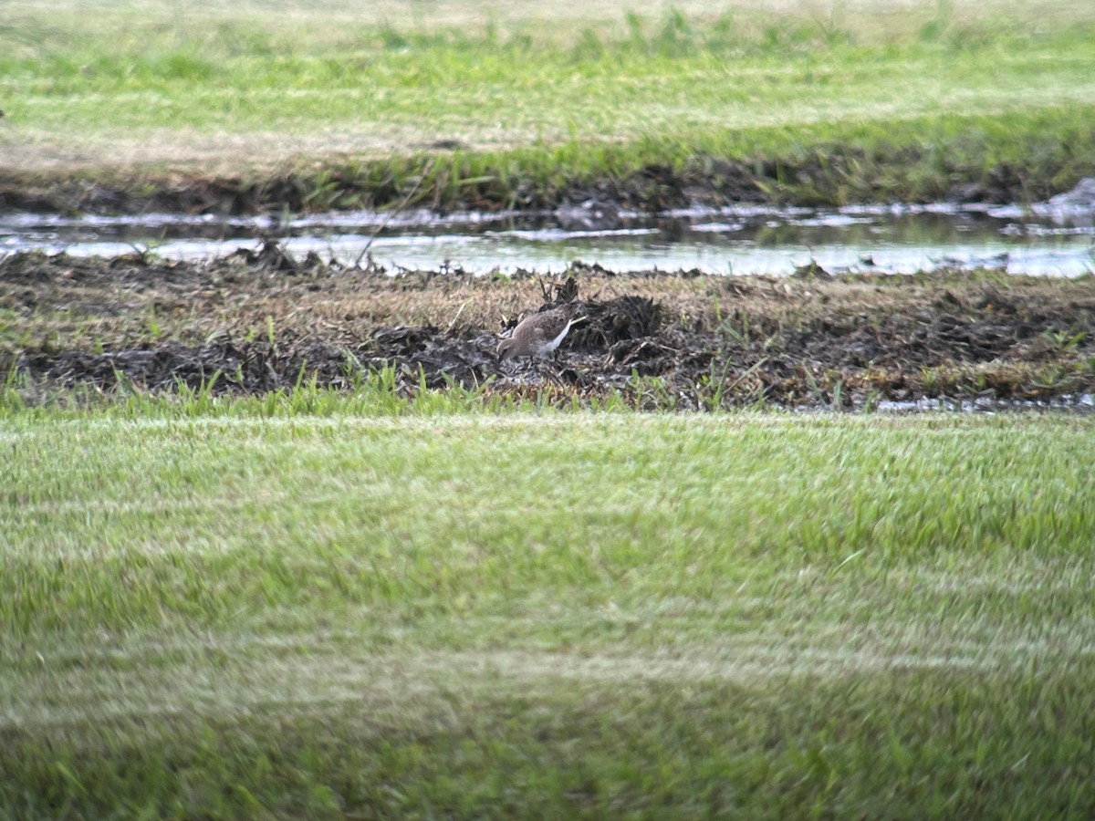 White-rumped Sandpiper - ML609282554