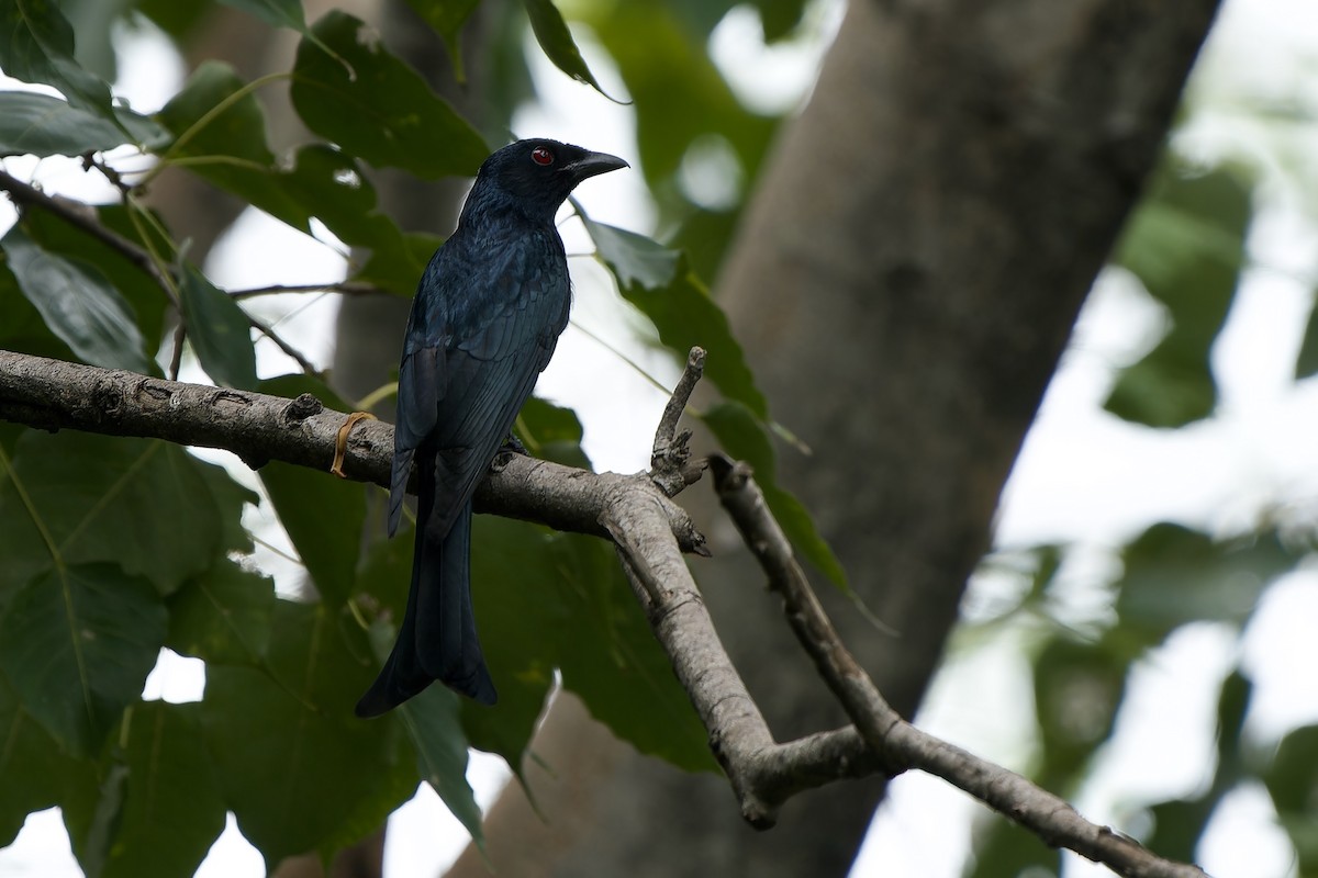 Crow-billed Drongo - Sam Hambly