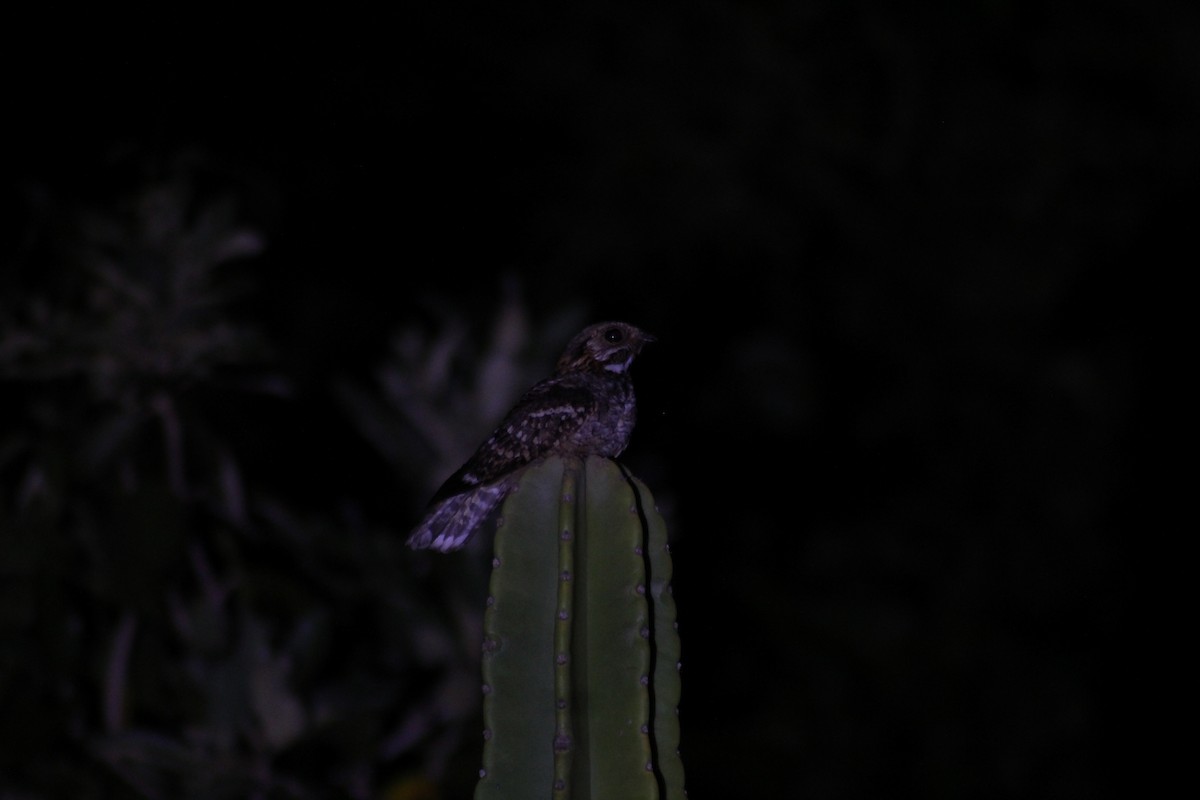 Little Nightjar - ML609282639