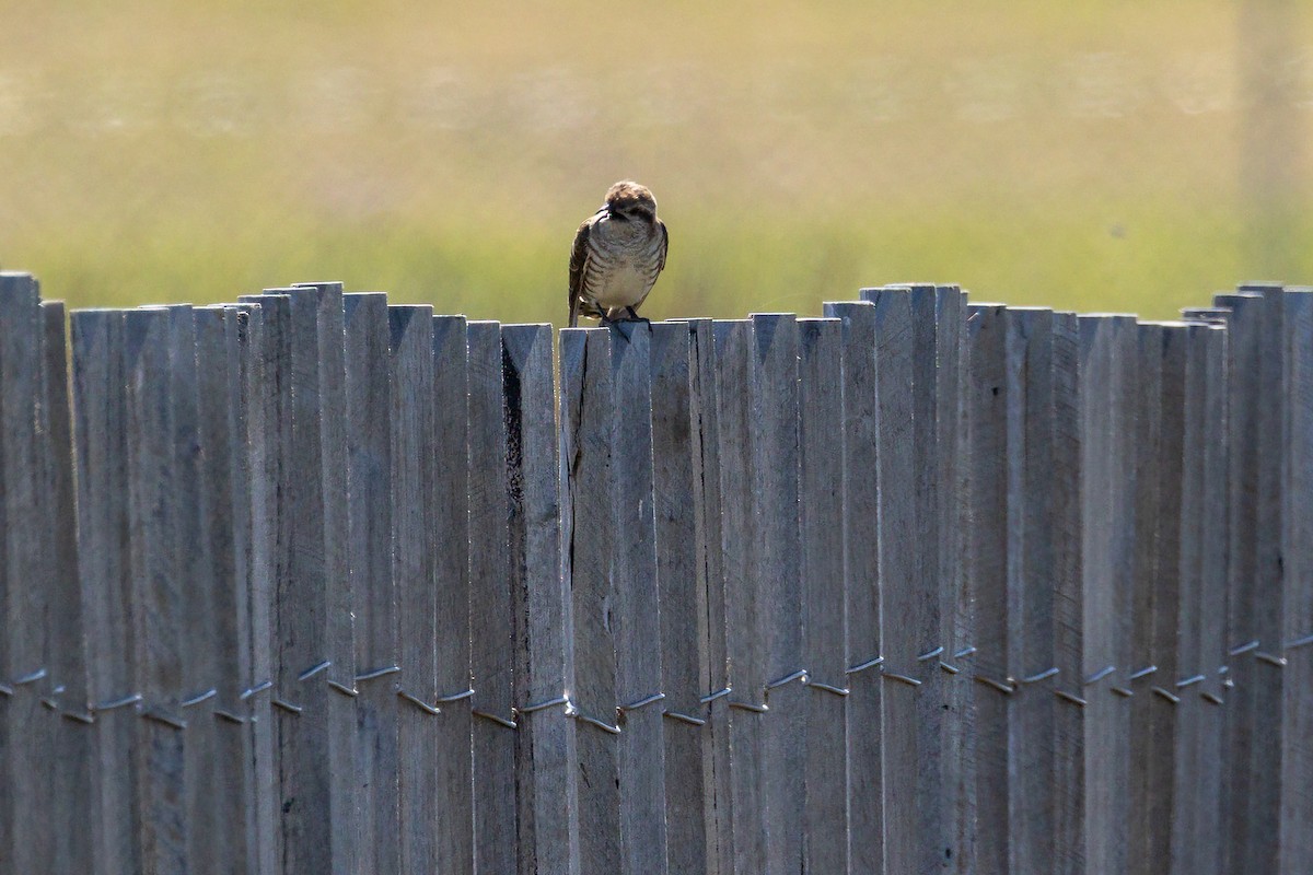 Horsfield's Bronze-Cuckoo - ML609282655