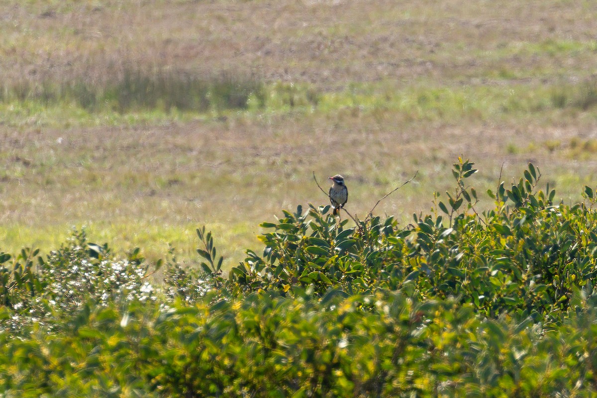 Spiny-cheeked Honeyeater - ML609282656