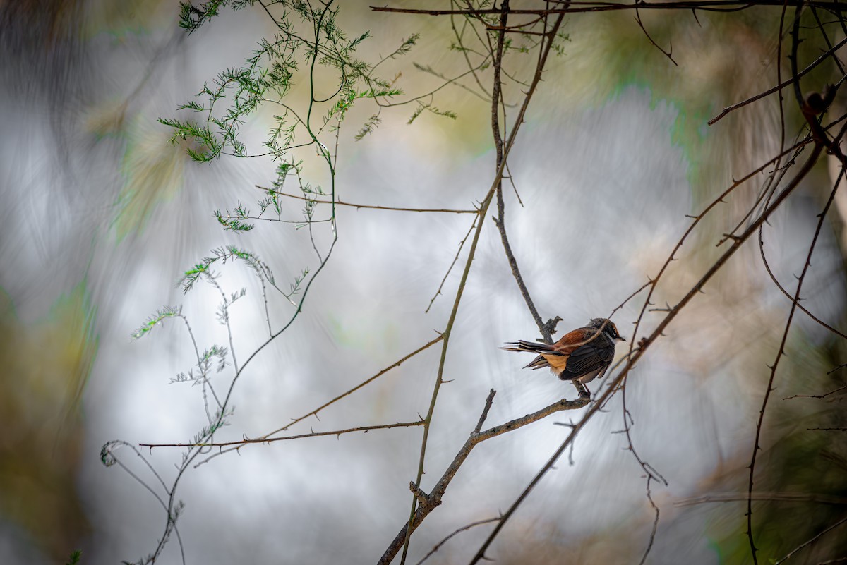 Australian Rufous Fantail - ML609282688