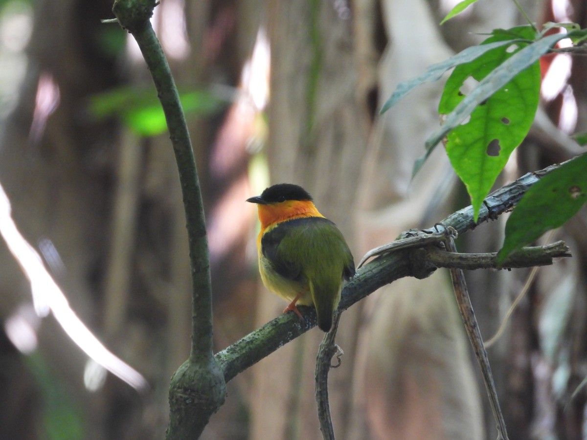 Orange-collared Manakin - ML609282695