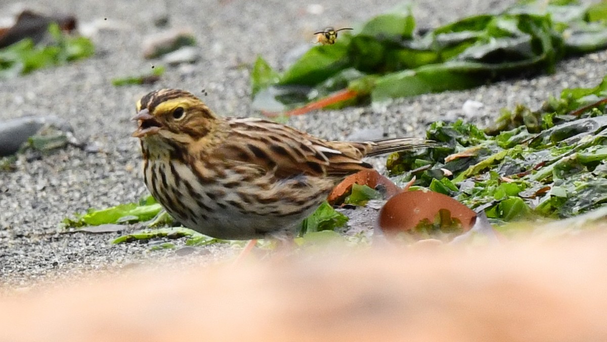 Savannah Sparrow - ML609282728