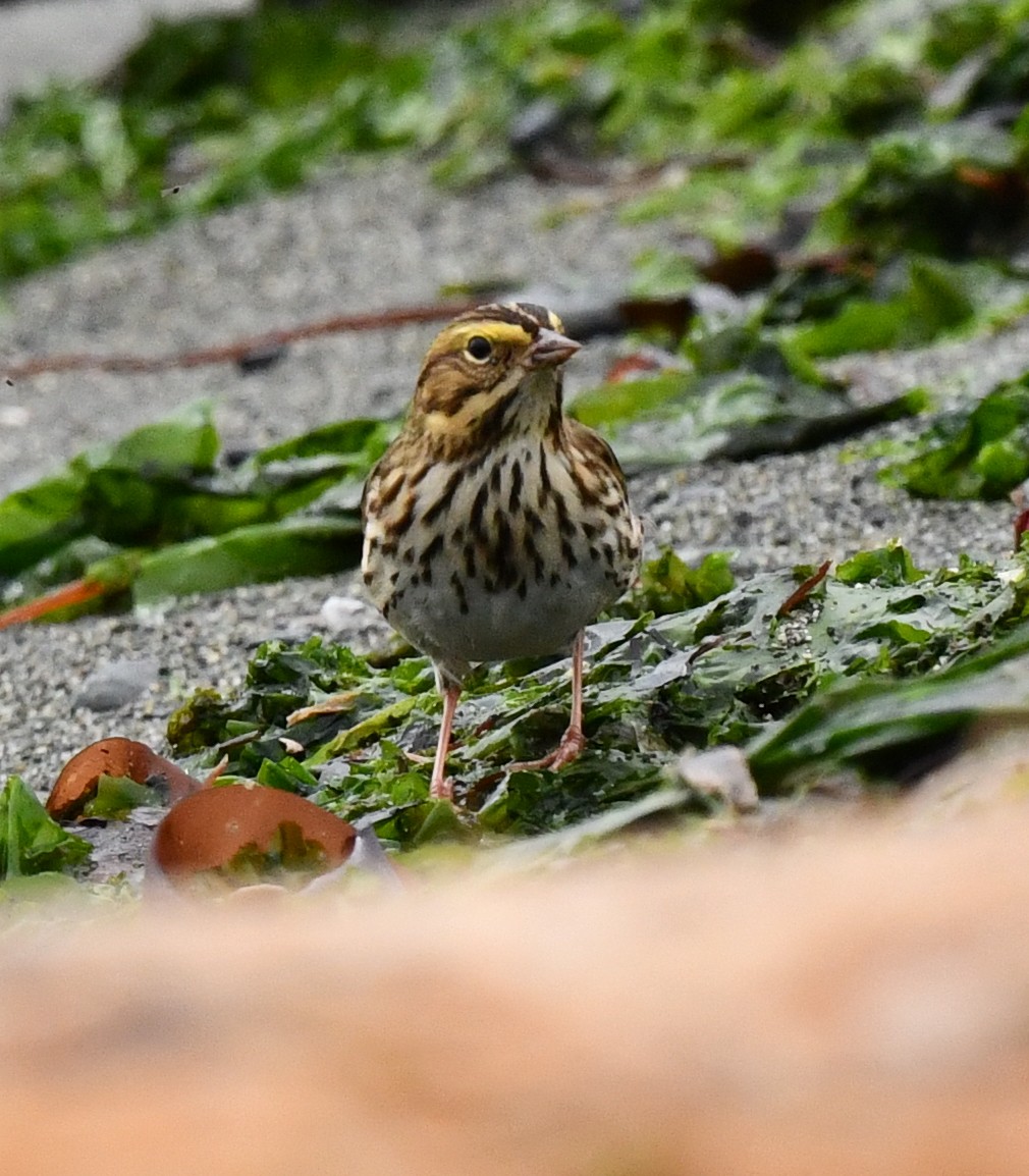 Savannah Sparrow - ML609282729