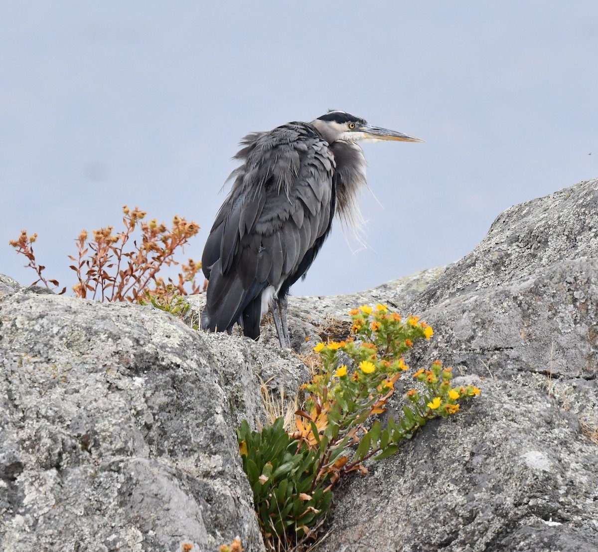 Great Blue Heron - ML609282742