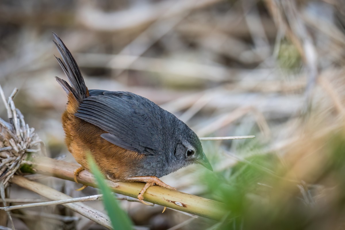 Ochre-flanked Tapaculo - ML609282804