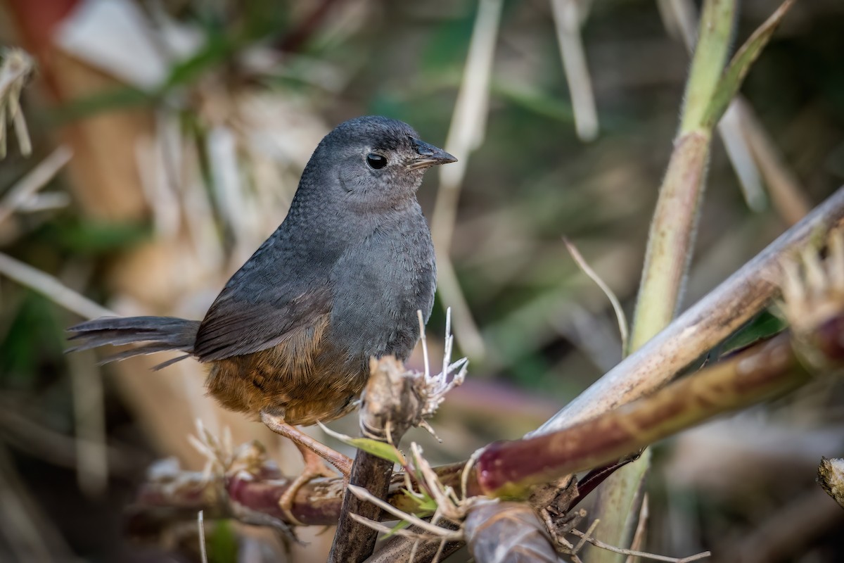 Ochre-flanked Tapaculo - ML609282806