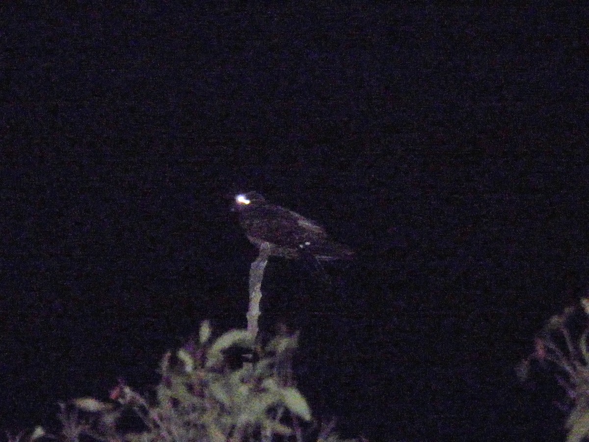 White-throated Nightjar - ML609282814