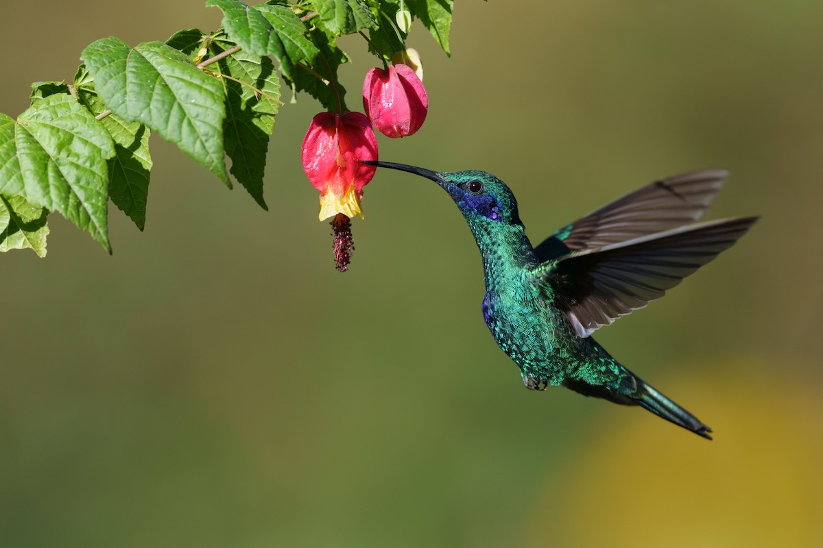 Sparkling Violetear - Jeff Hapeman