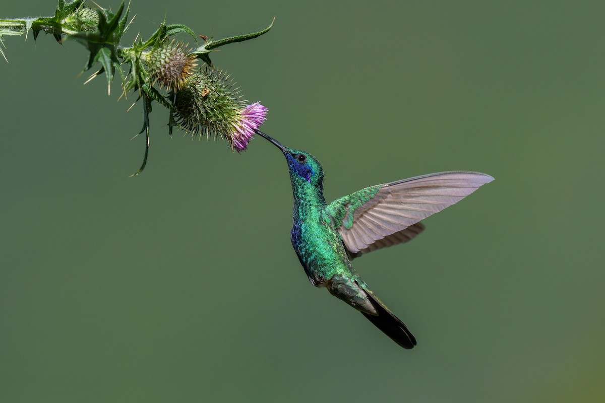 Sparkling Violetear - Jeff Hapeman