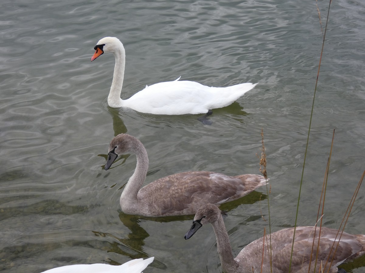 Mute Swan - ML609282907