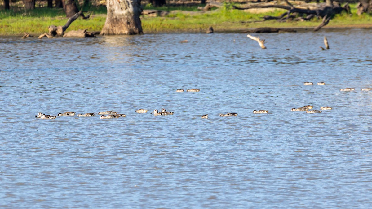 Pink-eared Duck - ML609282979