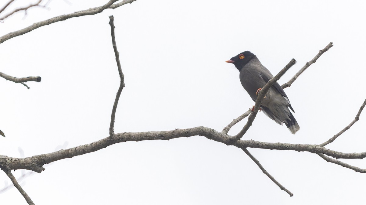 Angola Helmetshrike - Robert Tizard