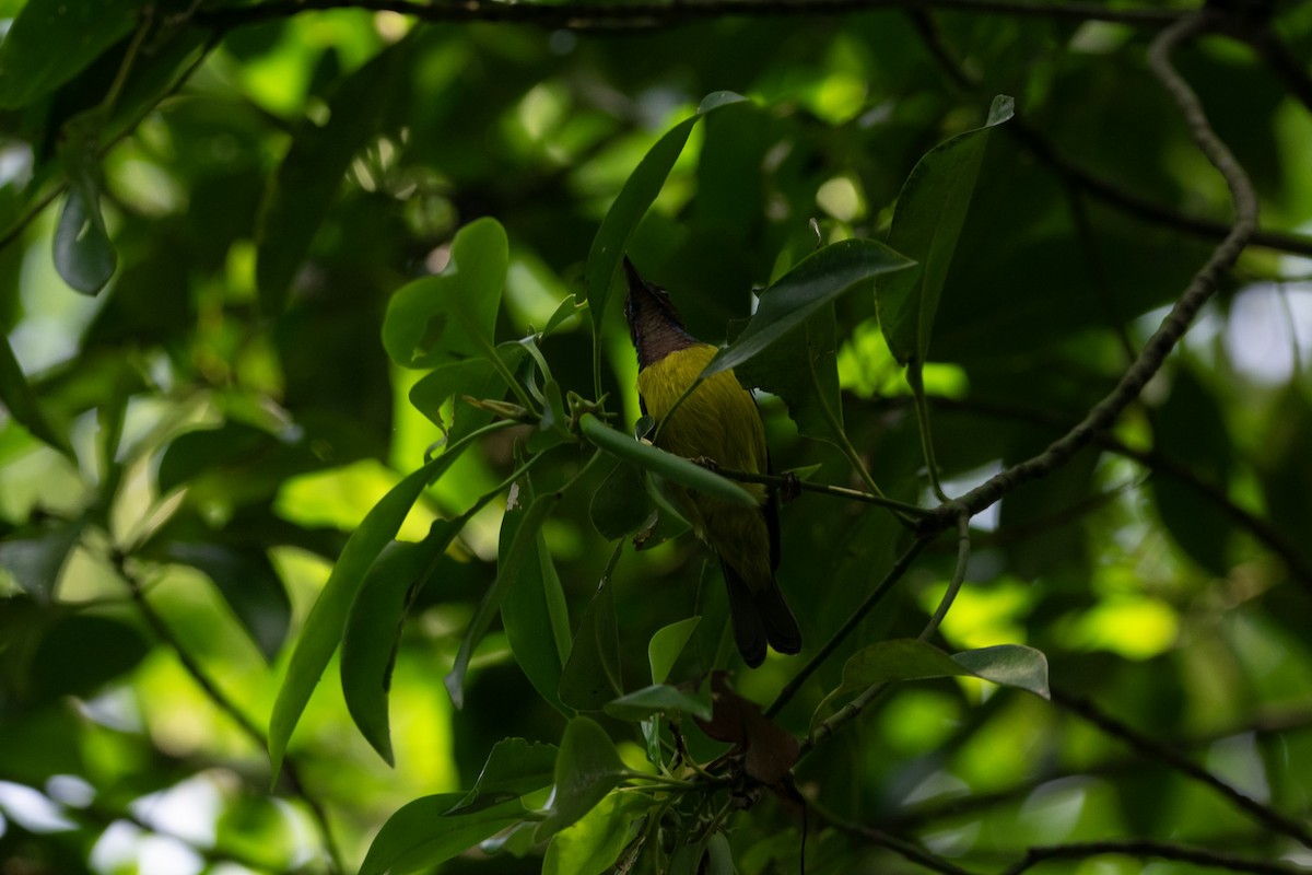 Brown-throated Sunbird - ML609283096