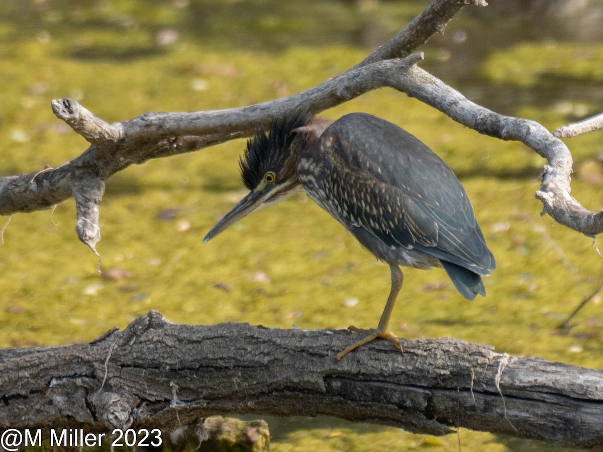 Green Heron - Martha Miller