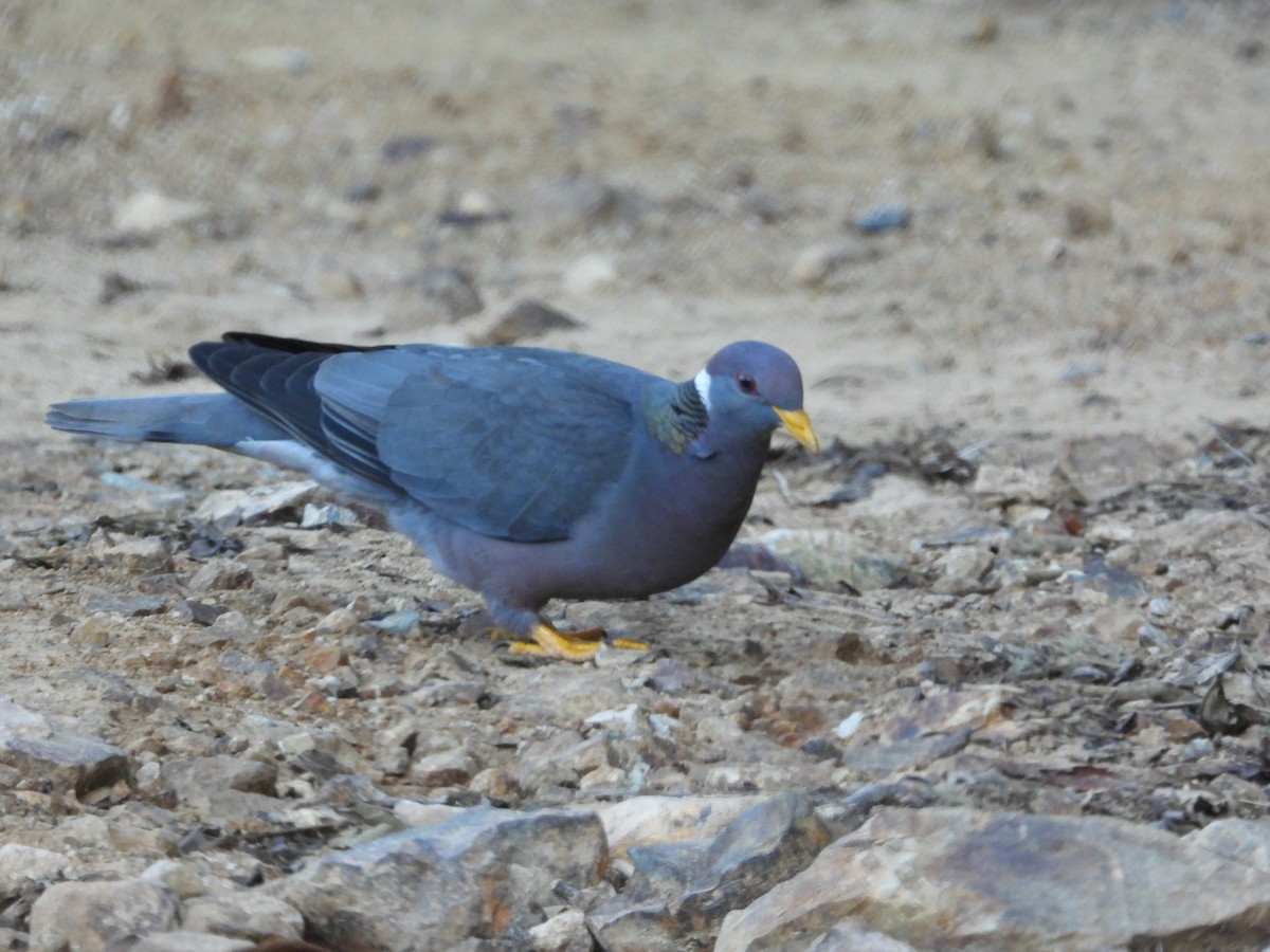 Band-tailed Pigeon - Arnau Rivera Lopez