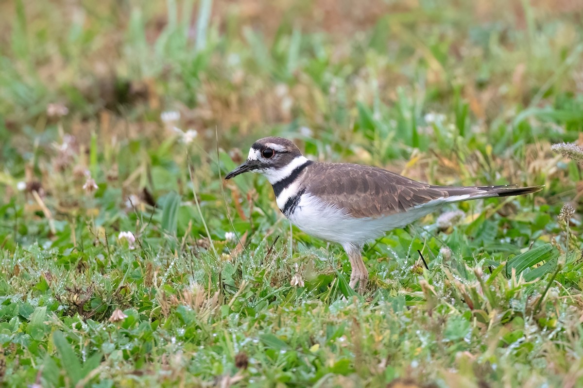 Killdeer - Adam Jackson