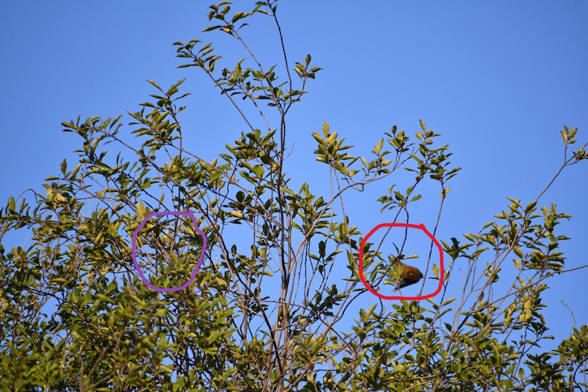 Brown Honeyeater - ML609283244