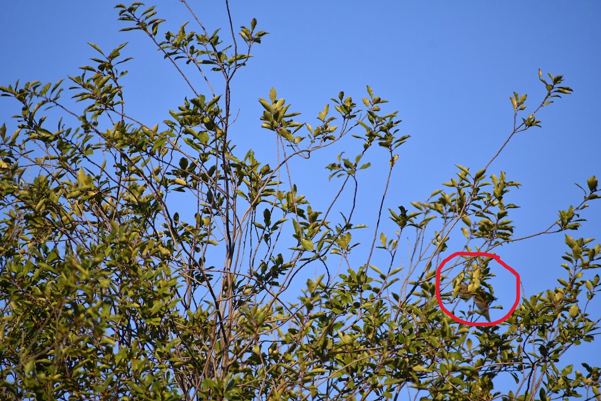 Brown Honeyeater - ML609283245