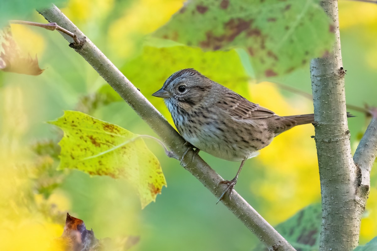 Lincoln's Sparrow - ML609283267