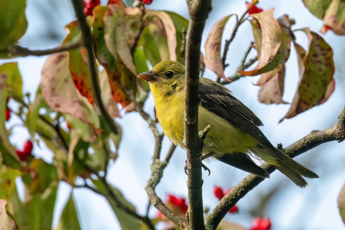 Scarlet Tanager - ML609283302