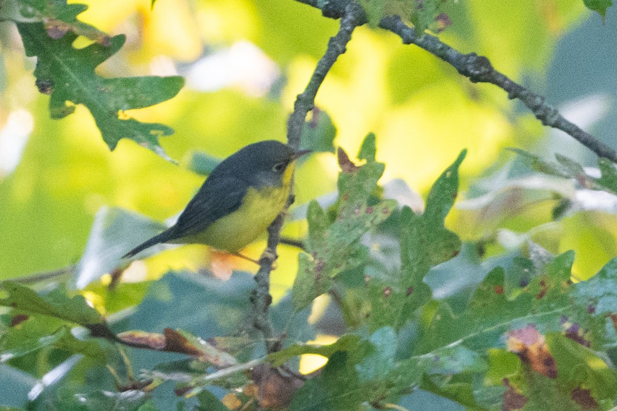 Canada Warbler - ML609283309