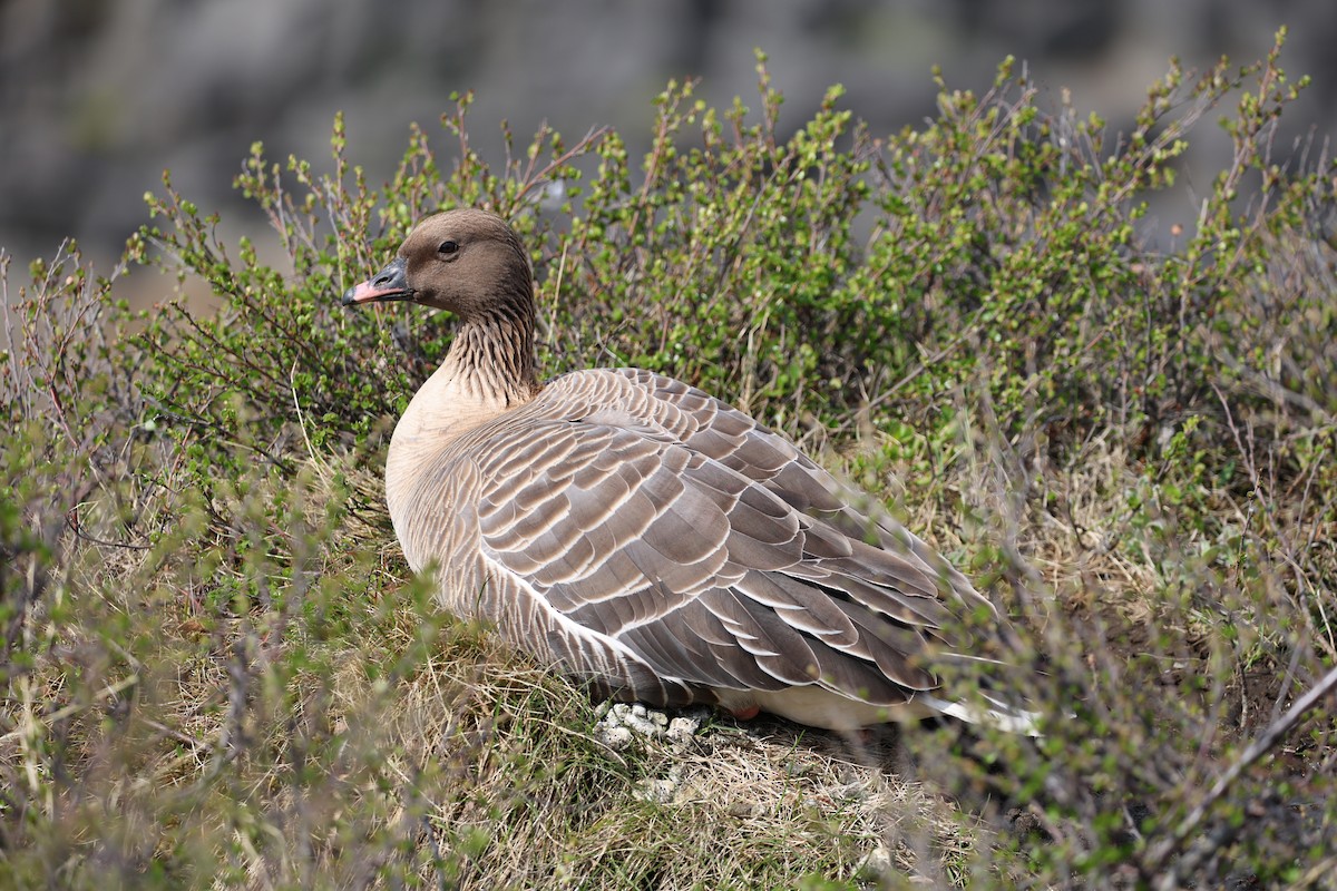 Pink-footed Goose - ML609283351