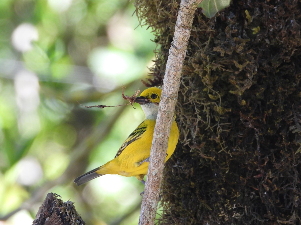 Silver-throated Tanager - Arnau Rivera Lopez