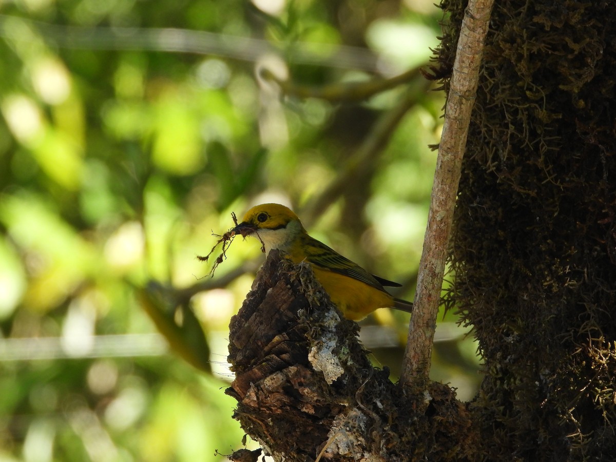 Silver-throated Tanager - Arnau Rivera Lopez