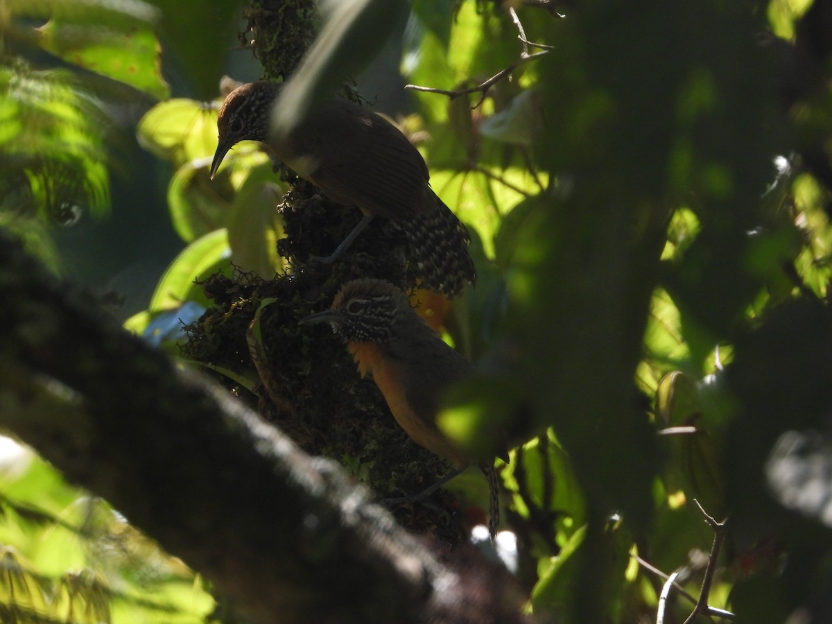 Rufous-breasted Wren - Arnau Rivera Lopez