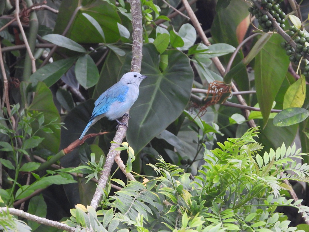 Blue-gray Tanager - ML609283525