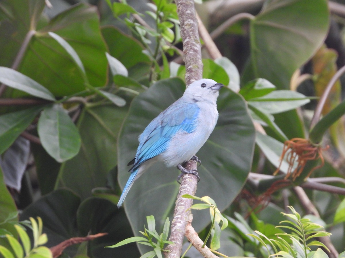 Blue-gray Tanager - ML609283532