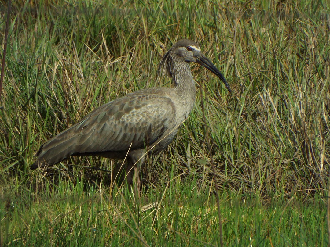 ibis běločelý - ML609283542