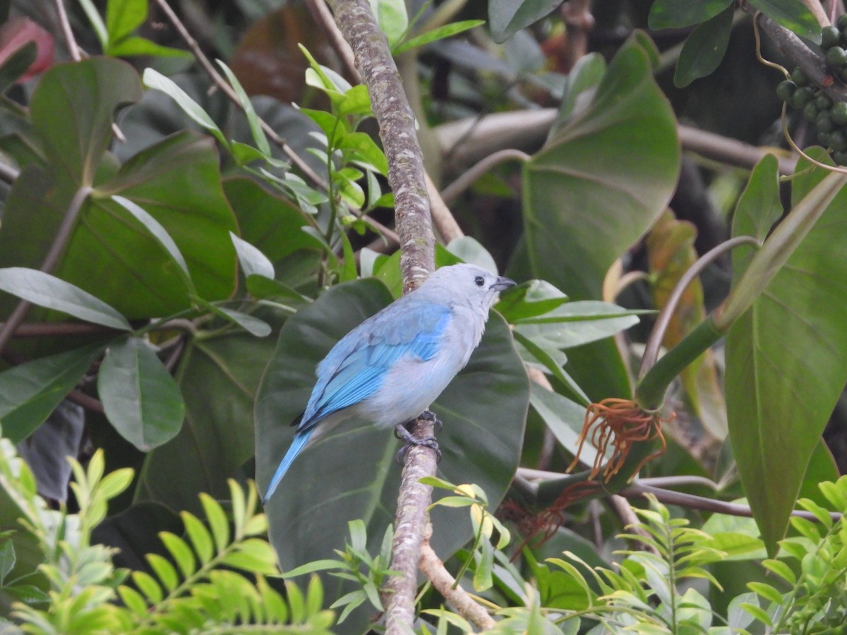 Blue-gray Tanager - ML609283544