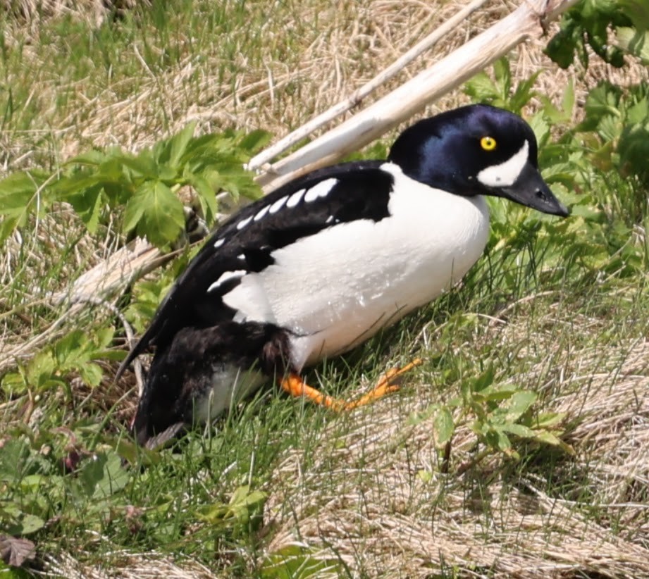 Barrow's Goldeneye - ML609283548