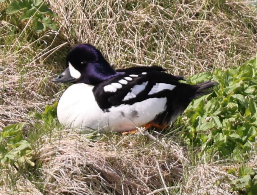 Barrow's Goldeneye - ML609283549