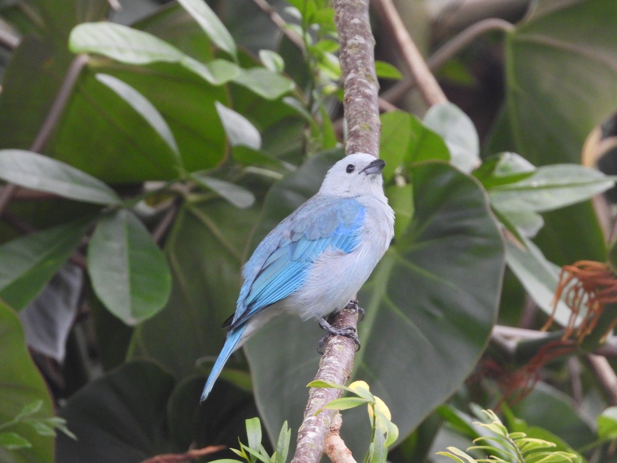 Blue-gray Tanager - ML609283555